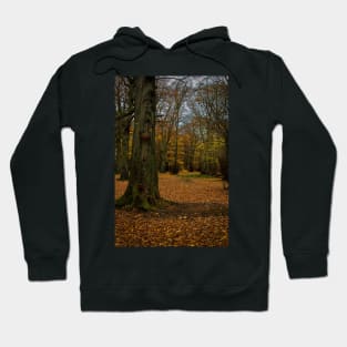 Autumn woodland walk Hoodie